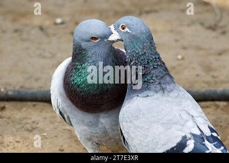 Diyarbakir, Turquie. 13 octobre 2023. Un pigeon mâle nourrit son partenaire par la bouche avant la séance d'accouplement. Les pigeons mâles doivent nourrir leur partenaire avant de s'accoupler. Cette alimentation bouche-à-bouche rapproche les deux sexes. Diyarbakir Université Dicle Faculté des sciences Département de biologie le professeur Dr. Ahmet Kilic, a déclaré que dans la vie des pigeons et des colombes, l'homme offre d'abord de la nourriture à sa femme de sa gorge et ce comportement provoque les deux espèces à se rapprocher. Kilic, disait : ''cette alimentation est plus un lien de rapprochement entre les époux que de nourrir le ventre. Le parent Banque D'Images