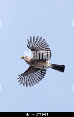 Jay eurasien (Garrulus glandarius) volant avec un gland de chêne (Quercus robur) dans le projet de loi Norfolk octobre 2023 Banque D'Images