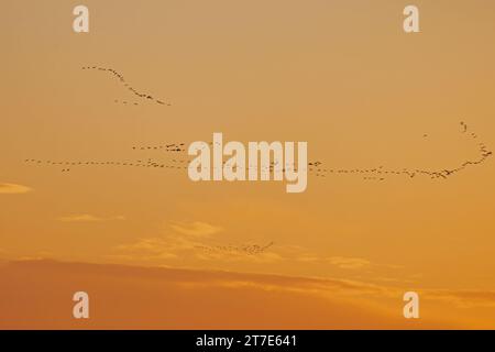 Troupeau d'oie à pieds roses (Anser barchyrhynchus) volant contre le ciel orange Norfolk novembre 2023 Banque D'Images