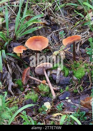 Laccaria proxima, connue sous le nom de Scurfy Deceiver, champignon sauvage de Finlande Banque D'Images