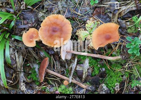 Laccaria proxima, connue sous le nom de Scurfy Deceiver, champignon sauvage de Finlande Banque D'Images