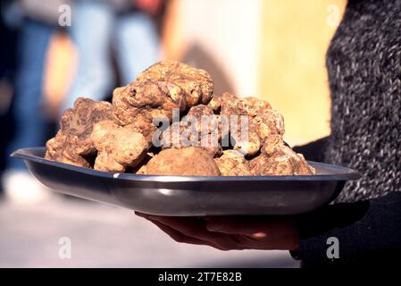 Acqualagna. Province de Pesaro Urbino. Marche. Italie. Truffes blanches Banque D'Images