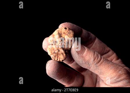 Acqualagna. Province de Pesaro Urbino. Marche. Italie. White Truffle Banque D'Images