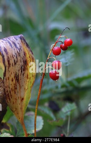 Baies rouges toxiques de Lys de la vallée, Convallaria majalis, plante de baies sauvages de Finlande Banque D'Images