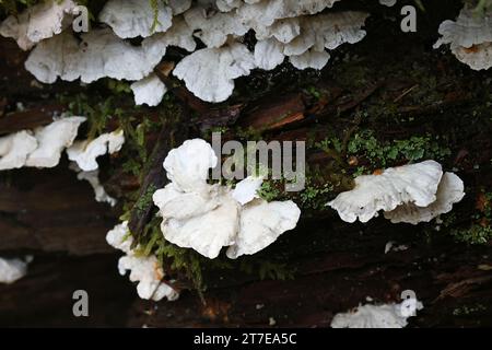 Postia floriformis, un polypore poussant sur souche d'épinette en Finlande, pas de nom anglais commun Banque D'Images