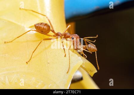 La fourmi Weaver rouge porte une petite fourmi dans ses mandibules Banque D'Images