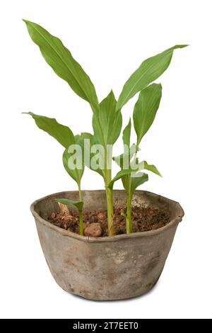 les jeunes plantes de curcuma poussent dans un pot ou un récipient, curcuma longa, plante florale médicinale à base de plantes de la famille du gingembre et originaire d'asie du sud-est Banque D'Images