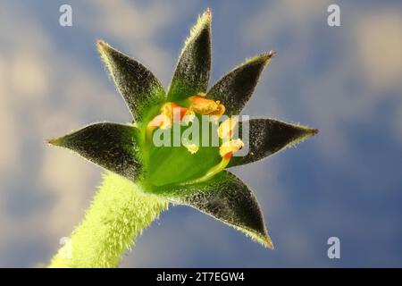 Gros plan isolé de la grande patte de kangourou (Anigozanthos flavidus) fleur contre le ciel bleu Banque D'Images