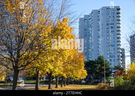 Appartement vivant avec couleur de feuille d'automne à Toronto, Canada Banque D'Images