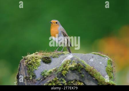 Rouge-gorge européen erithacus rubecula, perché sur un chapeau de pilier en pierre recouvert de mousse, comté de Durham, Angleterre, Royaume-Uni, septembre. Banque D'Images