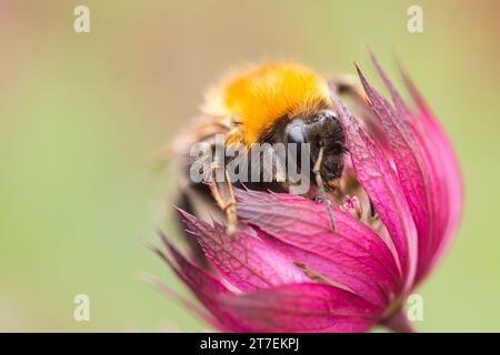 Tree Bumblebee Bombus hypnorum, se nourrissant de fleurs Astrantia dans une bordure de jardin, Co Durham, juin Banque D'Images