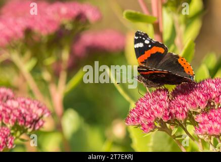 Amiral rouge Vanessa atalanta, se nourrissant d'une tête de fleur Sedum dans une bordure de jardin, septembre Banque D'Images