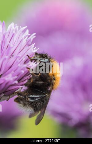 Tree Bumblebee Bombus hypnorum, se nourrissant de fleurs de ciboulette dans une bordure de jardin, Co Durham, juin Banque D'Images