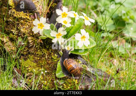 Garden Snail Cornu aspersum, sur des primevres poussant à partir de bottes couvertes de mousse au bord de l'étang de jardin, mai Banque D'Images