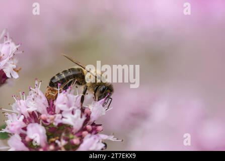 Abeille à miel Apis mellifera, se nourrissant de fleurs d'origan dans un jardin d'herbes aromatiques, Teesside, août Banque D'Images