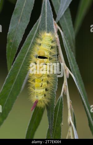 chenille Tussock pâle Calliteara pudibunda, Lymantriidae, rampant le long d'une tige dans un jardin, Co Durham, septembre Banque D'Images