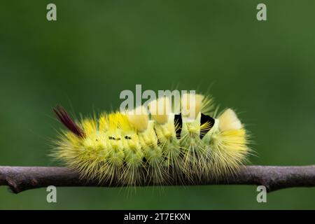 chenille Tussock pâle Calliteara pudibunda, Lymantriidae, rampant le long d'une tige dans un jardin, Co Durham, septembre Banque D'Images