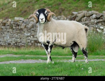 Gros plan d'un beau bélier Swaledale, ou mouton mâle, avec deux cornes frisées, alerte et face à l'avant dans un pâturage vert avec mur en pierre sèche. Mouton Swaledale Banque D'Images