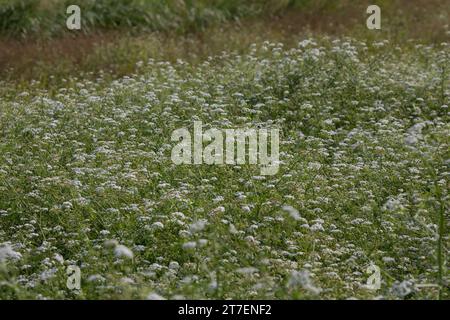 großer Wasserfenchel, Grosser Wasserfenchel, Wasserfenchel, Wasser-Rebendolde, Wasserpferdesaat, Wasser-Pferdesaat, Oenanthe aquatica, wat à feuilles fines Banque D'Images