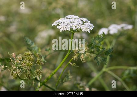 großer Wasserfenchel, Grosser Wasserfenchel, Wasserfenchel, Wasser-Rebendolde, Wasserpferdesaat, Wasser-Pferdesaat, Oenanthe aquatica, wat à feuilles fines Banque D'Images