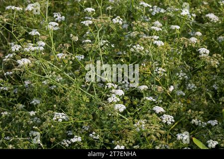 großer Wasserfenchel, Grosser Wasserfenchel, Wasserfenchel, Wasser-Rebendolde, Wasserpferdesaat, Wasser-Pferdesaat, Oenanthe aquatica, wat à feuilles fines Banque D'Images