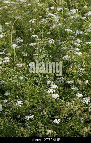 großer Wasserfenchel, Grosser Wasserfenchel, Wasserfenchel, Wasser-Rebendolde, Wasserpferdesaat, Wasser-Pferdesaat, Oenanthe aquatica, wat à feuilles fines Banque D'Images