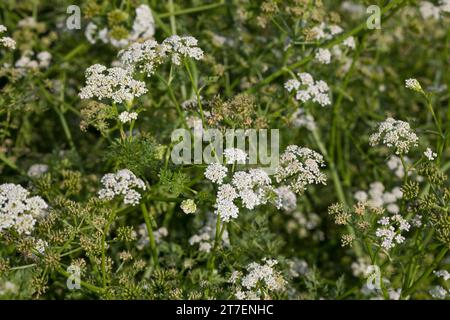 großer Wasserfenchel, Grosser Wasserfenchel, Wasserfenchel, Wasser-Rebendolde, Wasserpferdesaat, Wasser-Pferdesaat, Oenanthe aquatica, wat à feuilles fines Banque D'Images