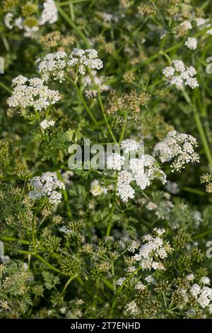 großer Wasserfenchel, Grosser Wasserfenchel, Wasserfenchel, Wasser-Rebendolde, Wasserpferdesaat, Wasser-Pferdesaat, Oenanthe aquatica, wat à feuilles fines Banque D'Images