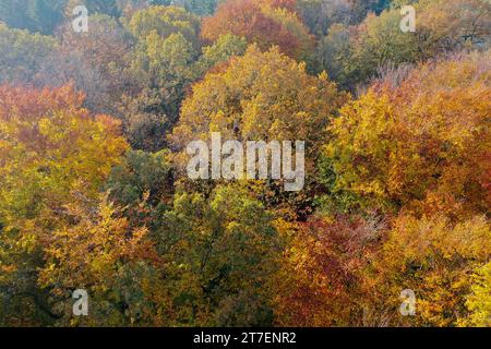 Wald von oben, Herbstwald, Herbstlaub, Herbstfärbung, Herbstverfärbung, Herbstfarben, bunt, buntes Laub, herbstlich, herbstlicher Wald, Luftaufnahme, Banque D'Images
