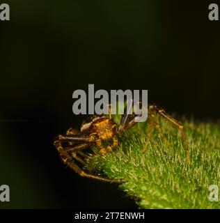 Macro d'une araignée printanière sur une feuille de Xysticus cristatus Banque D'Images