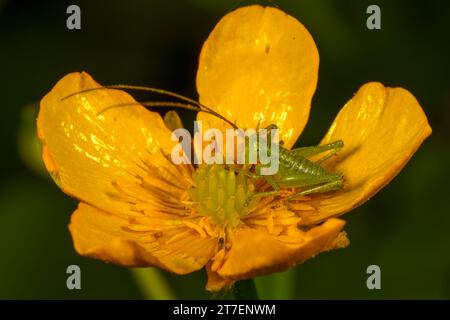 Macro d'une Leptophyes punctatissima sur fleur jaune Banque D'Images