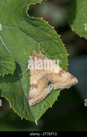 Karden-Sonneneule, Kardeneule, Karden-Eule, Kardensonneneule, Heliothis viriplaca, Heliothis dipsacea, trèfle marbré, Eulenfalter, Noctuidae, noctui Banque D'Images