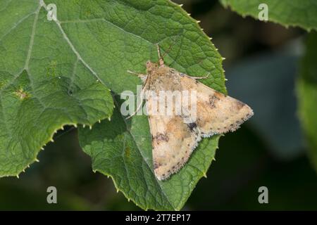 Karden-Sonneneule, Kardeneule, Karden-Eule, Kardensonneneule, Heliothis viriplaca, Heliothis dipsacea, trèfle marbré, Eulenfalter, Noctuidae, noctui Banque D'Images