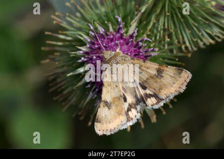 Karden-Sonneneule, Kardeneule, Karden-Eule, Kardensonneneule, Heliothis viriplaca, Heliothis dipsacea, trèfle marbré, Eulenfalter, Noctuidae, noctui Banque D'Images