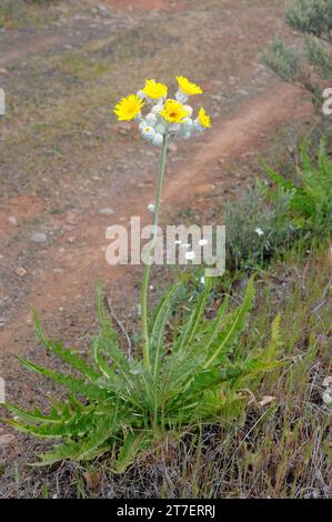 Le Cerrajon de monte (Sonchus acaulis) est un sous-arbuste endémique de la Grande Canarie et de Ténérife.Cette photo a été prise en Grande Canarie, aux îles Canaries, en Espagne. Banque D'Images