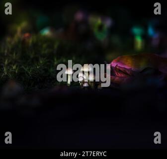 gros plan de champignons dans la lumière du soir avec bokeh et rayons de soleil, conte de fées, magie, forêt enchantée Banque D'Images