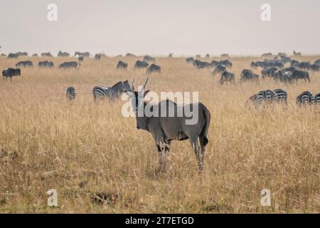 Antelopes géantes dans Masai Mara Kenya Afrique Banque D'Images