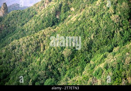 Communauté Fayal-brezal avec faya (Myrica faya ou Morella faya) et Brezo canario (Erica canariensis). Cette photo a été prise à la Gomera, aux Canaries Banque D'Images