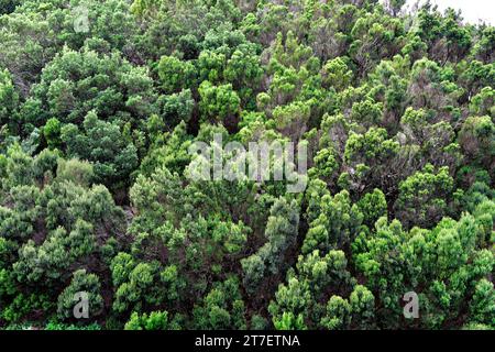 Communauté Fayal-brezal avec faya (Myrica faya ou Morella faya) et brezo canario (Erica canariensis).Cette photo a été prise à Anaga, Tenerife, Canaries Banque D'Images