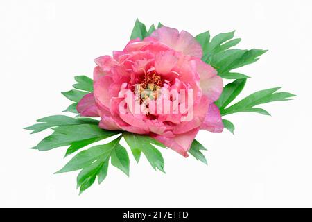 Fleur de pivoine rose saumon simple avec des feuilles vertes en gros plan, isolé sur fond blanc. Détail délicat et élégant de motif floral ou festif Banque D'Images