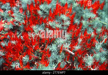 Picopaloma, bec de perroquet ou joyau de corail (Lotus berthelotii) est une herbe prostrée vivace endémique à Tenerife, îles Canaries, Espagne. Variété de fleurs rouges Banque D'Images