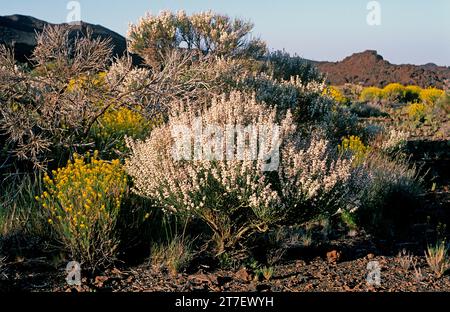 Retama del Teide ou retama del Pico (Spartocytisus supranubius) est un arbuste endémique des montagnes de Tenerife et de la Palma. Cette photo a été prise à Cana Banque D'Images