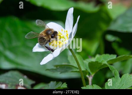 Une abeille brune moelleuse avec des ailes visibles sur une blosom blanche d'anémone de bois collectant du pollen sur ses petites pattes, entourée d'anémone verte Banque D'Images