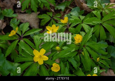Au printemps dans la forêt sauvage fleurit l'anémone jaune Anemone ranunculides. Banque D'Images