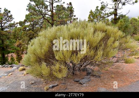 Retama del Teide ou retama del Pico (Spartocytisus supranationubius) est un arbuste endémique aux montagnes de Ténérife et de la Palma.Cette photo a été prise à Las Banque D'Images