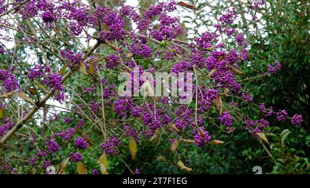 Les baies violettes ou fruits de Callicarpa Bodinieri var. Giraldii 'profusion' - John Gollop Banque D'Images