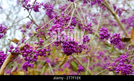 Les baies violettes ou fruits de Callicarpa Bodinieri var. Giraldii 'profusion' - John Gollop Banque D'Images