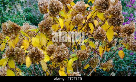 Hydrangea paniculata 'Silver Dolll' - John Gollop Banque D'Images