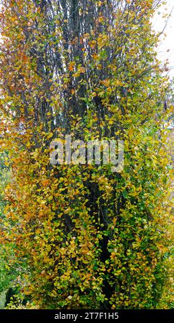 Fagus sylvatica Dawyck - John Gollop Banque D'Images