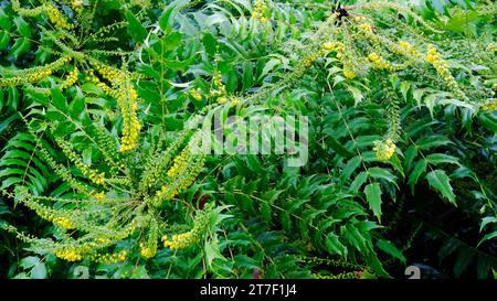 Mahonia x Media 'Lionel Fortescue' - John Gollop Banque D'Images